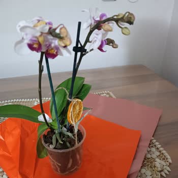 Taze Çiçek (tazecicek.com) Çürümüş Çiçek Göndermişler