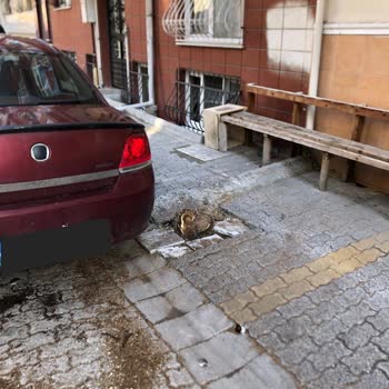 İBB - İstanbul Büyükşehir Belediyesi Sokağımızdaki Ağaçları Kesiliyor