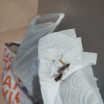 Migros Sanal Market Böcekli Yumurta Gönderdi