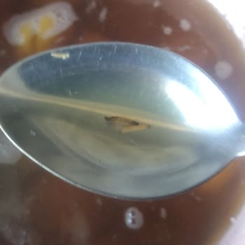 A101 Çerezya Marka Kuru Kayısı Ve Gün Kurusundan Kurt Çıktı