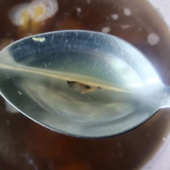 A101 Çerezya Marka Kuru Kayısı Ve Gün Kurusundan Kurt Çıktı