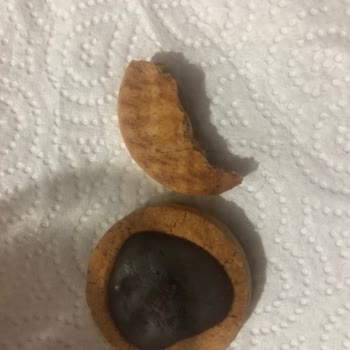 Torku Bisküvide Saç Çıktı