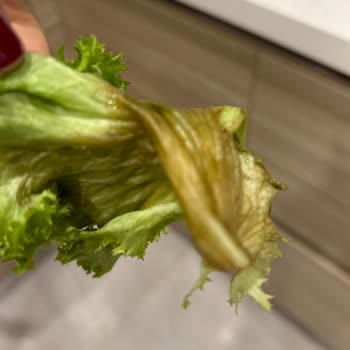 Carrefour SA Bozuk Salata Paketi Hayal Kırıklığı!