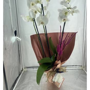 Taze Çiçek (tazecicek.com) Görseldeki Ürünle Aynı Değil, Müşteri Memnuniyeti Sıfır