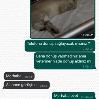 Fulya Petshop Hastalıklı Kedi Satıyorlar.