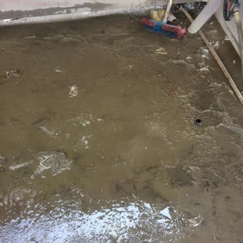 Shell' İn Umursamaz Yetkilisi Ve Yıkama Yerlerinin Kötülüğü