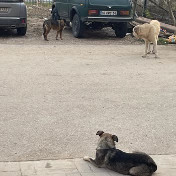 İzmit Belediyesi Köpeklerin Tehdit Ettiği Günlük Yaşam