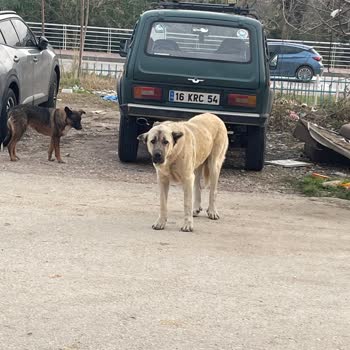 İzmit Belediyesi Köpeklerin Tehdit Ettiği Günlük Yaşam