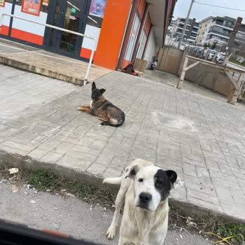 İzmit Belediyesi Köpeklerin Tehdit Ettiği Günlük Yaşam