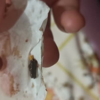 Ekleristan Vişneli Eklerden Vişne Çekirdeği Çıktı