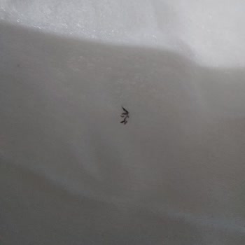 Molfix Yenidoğan Islak Mendil Siyah Leke