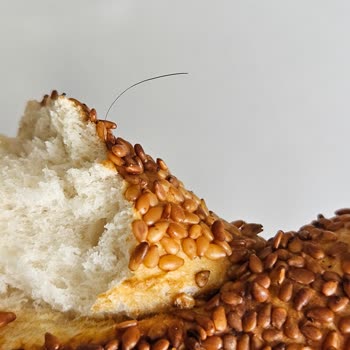 Sinangil Simitte Kıl Çıktı