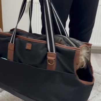 İzban'da Evcil Hayvan? Köpek Kafesle Mi Taşınır? Taşıma Çantasıyla Mı?