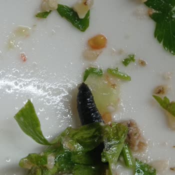 İskorpit Restoran Salatada Larva Çıktı