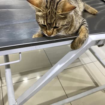 PVK Pet Veteriner Kliniği Yaralı Kediye Pahalı Tedavi