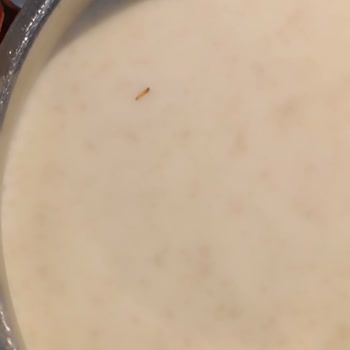 A101 İrmiğin İçinden Kurt Ve Böcek Çıktı!