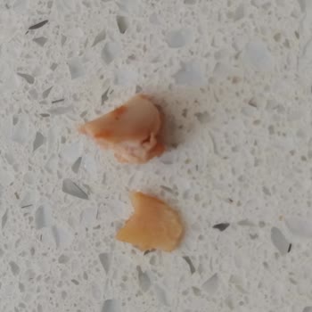 Nutri Pet Foods Konserve Mamada Kemik