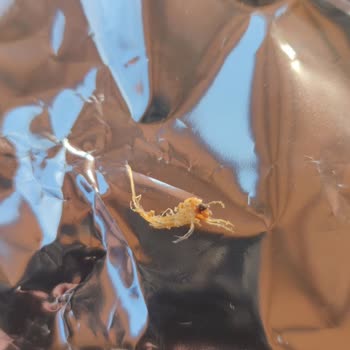 Sampa Gıda Samba Pos Cipsin İçinde Böcek Çıktı