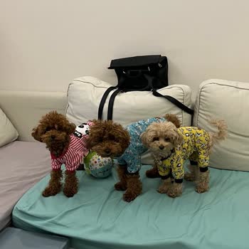 Vega Outlet Eskişehir Patili Dostlarımızı Sevelim