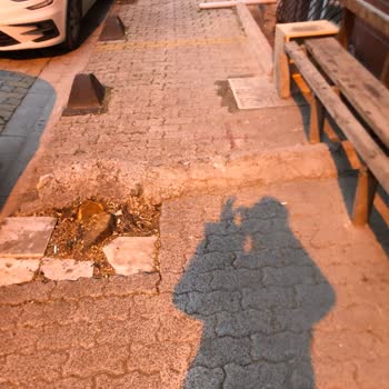 Küçükçekmece Belediyesi Kaldırımda Sessiz Sakin Duran Bir Ağaç