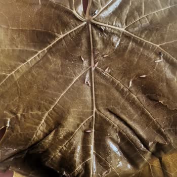 Annemin Ellerinden (annemin_ellerinden_4545) Yapraklarında Sinek Larvası