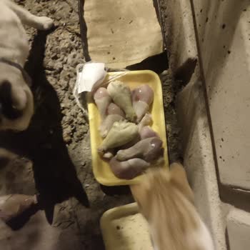 Şok Marketler Tarihi Geçmemiş Ama Bozuk