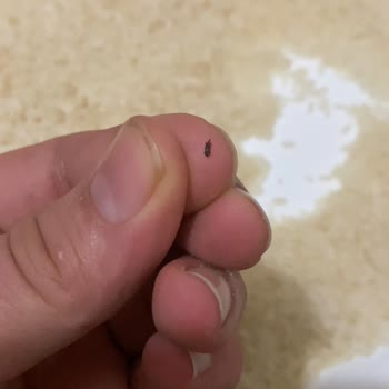 BİM'den Alınan Pirinçten Böcek Çıktı