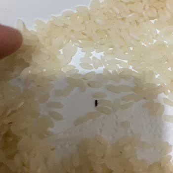 BİM'den Alınan Pirinçten Böcek Çıktı
