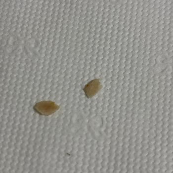 Maret Hindi Fümelerinden Kemik Çıkıyor