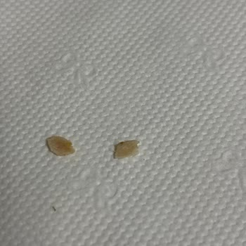 Maret Hindi Fümelerinden Kemik Çıkıyor