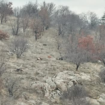 Altındağ Belediyesi Köpek Sürüsü Saldırısı