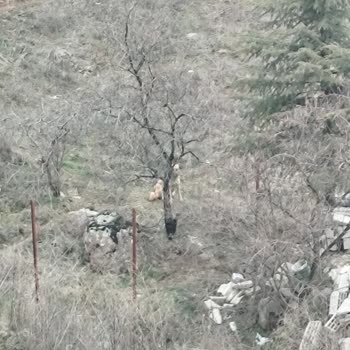 Altındağ Belediyesi Köpek Sürüsü Saldırısı