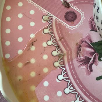 Gönül Çorba (İzmir) Kıllı Kelle Paça