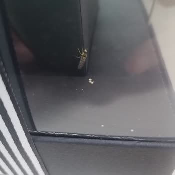 Çiçek Sepeti Kutuda Güller Küflendi Ve İçinde Böcek Var