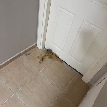 Üsküdar Nakliyat Pişmanlıktır, Temizlik Kurallarından Bihaberler!