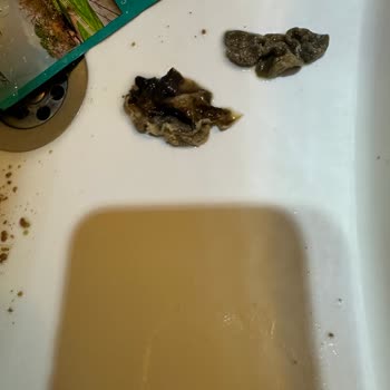 Bonnie Yaş Mamadan Küf Çıkması