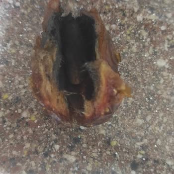 Çitlekçi'den Aldığım Küflenmiş Hurma