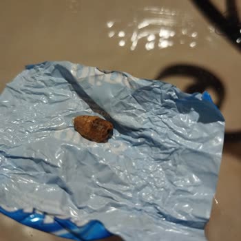 Simbat Kuruyemiş BİM Dakota Çekirdeğinde Böcek Şoku