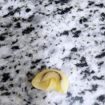 Mutlu Makarna Siyahlık Kir Çıktı