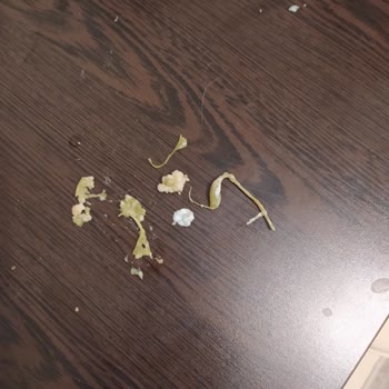 Tat Konserve Çok Ayıp Ediyor.