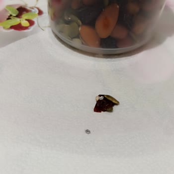 Migros Çiğ Kuruyemiş İçinden Çıkan Parçalar
