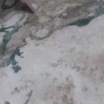 Vanish Kosla Halımdaki Renk Felaketi!
