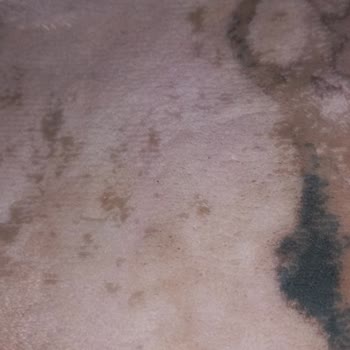 Vanish Kosla Halımdaki Renk Felaketi!