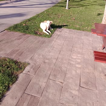 Beykoz Belediyesi Isıran Köpeklerin Gitmesi İçin Gelen Vatandaşlar Şikayetçi Oldu Köpek