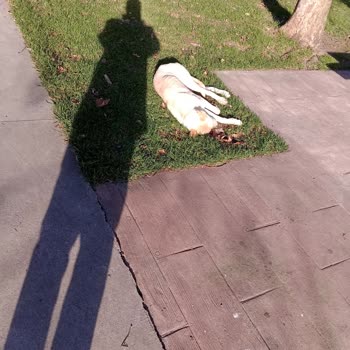 Beykoz Belediyesi Isıran Köpeklerin Gitmesi İçin Gelen Vatandaşlar Şikayetçi Oldu Köpek