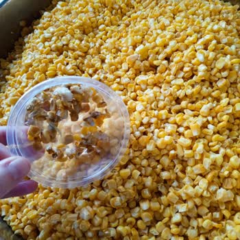 SuperFresh Donmuş Mısır İlgilinizi Bekliyoruz