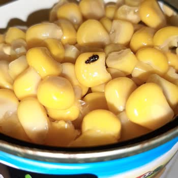 Tukaş Konserve Mısırda Böcek Şoku