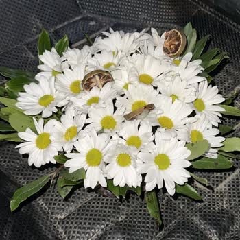 Fehlende Lieferung und Unterschiede im Produkt bei Osevio