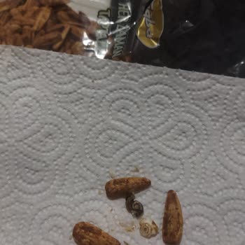 Tuğba Kuruyemiş Soslu Çekirdeğin İçinden Salyangoz Çıktı