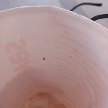 Popeyes Kova Menüsünde Şaşırtan Misafir!